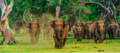 Udawalawe National Park